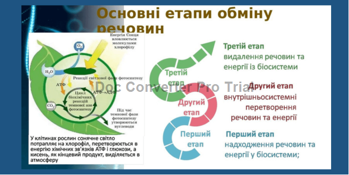 Що таке метаболізм простими словами